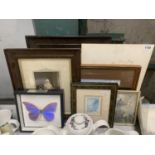 A QUANTITY OF PRINTS TO INCLUDE A TAXIDERMY FRAMED BUTTERFLY