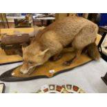 A VINTAGE TAXIDERMY MODEL OF A FOX ON WOODEN BASE, LENGTH OF BASE APPROXIMATELY 88CM