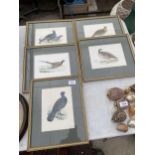 FIVE VARIOUS FRAMED BIRD PRINTS