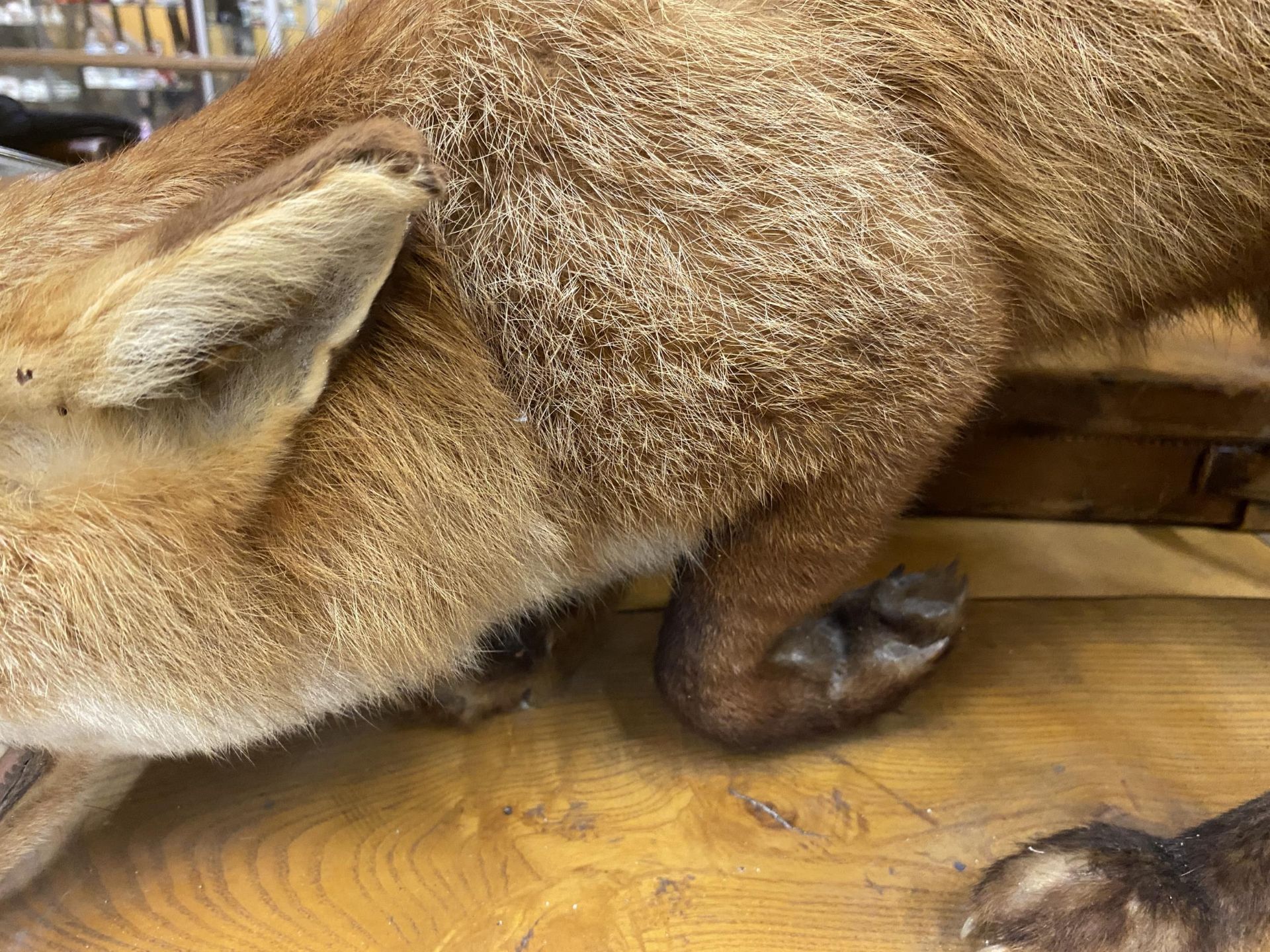 A VINTAGE TAXIDERMY MODEL OF A FOX ON WOODEN BASE, LENGTH OF BASE APPROXIMATELY 88CM - Image 4 of 4