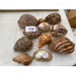 A COLLECTION OF DECORATIVE SHELLS