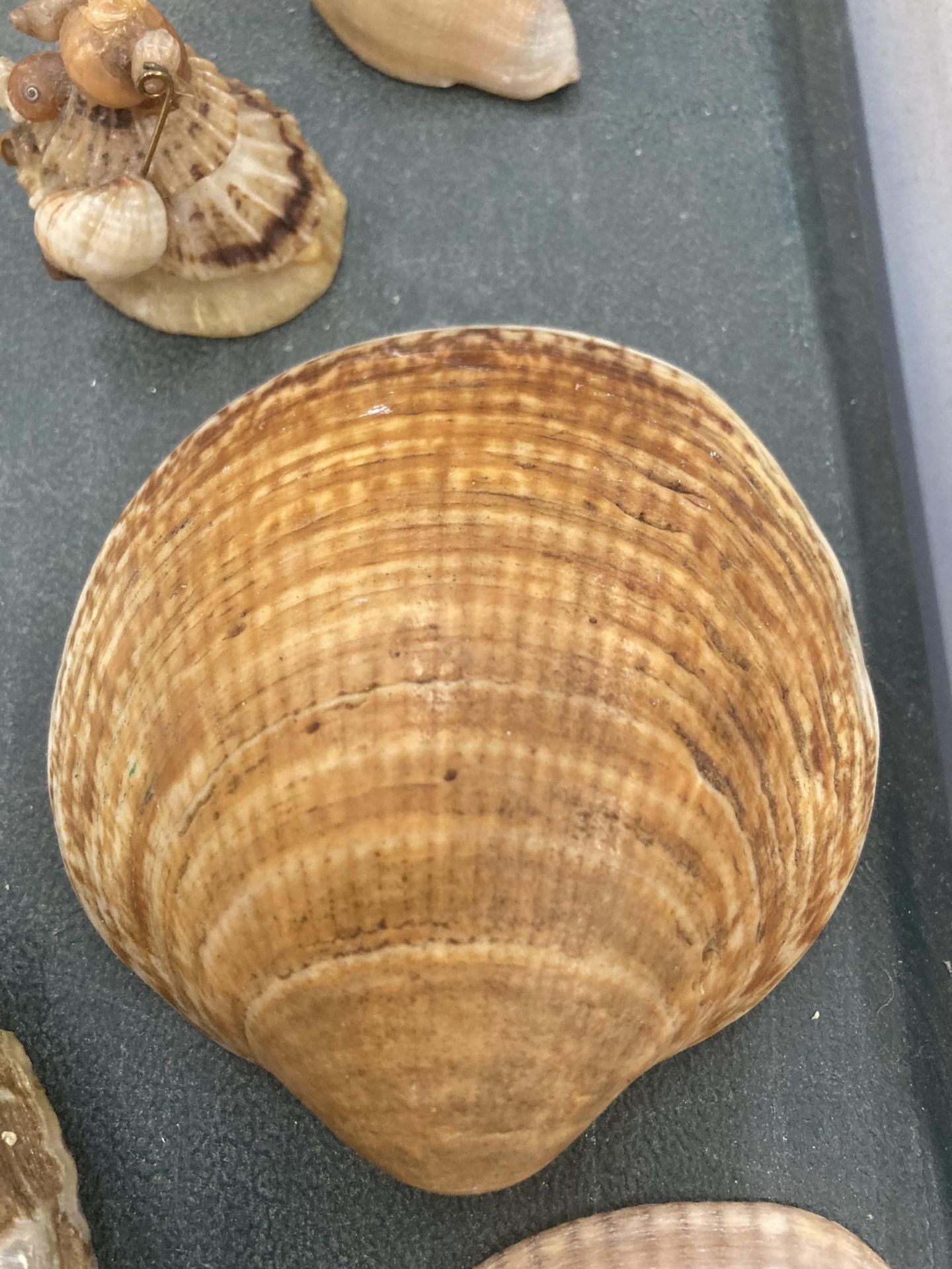 A QUANTITY OF SHELLS IN A BASKET - Image 4 of 4