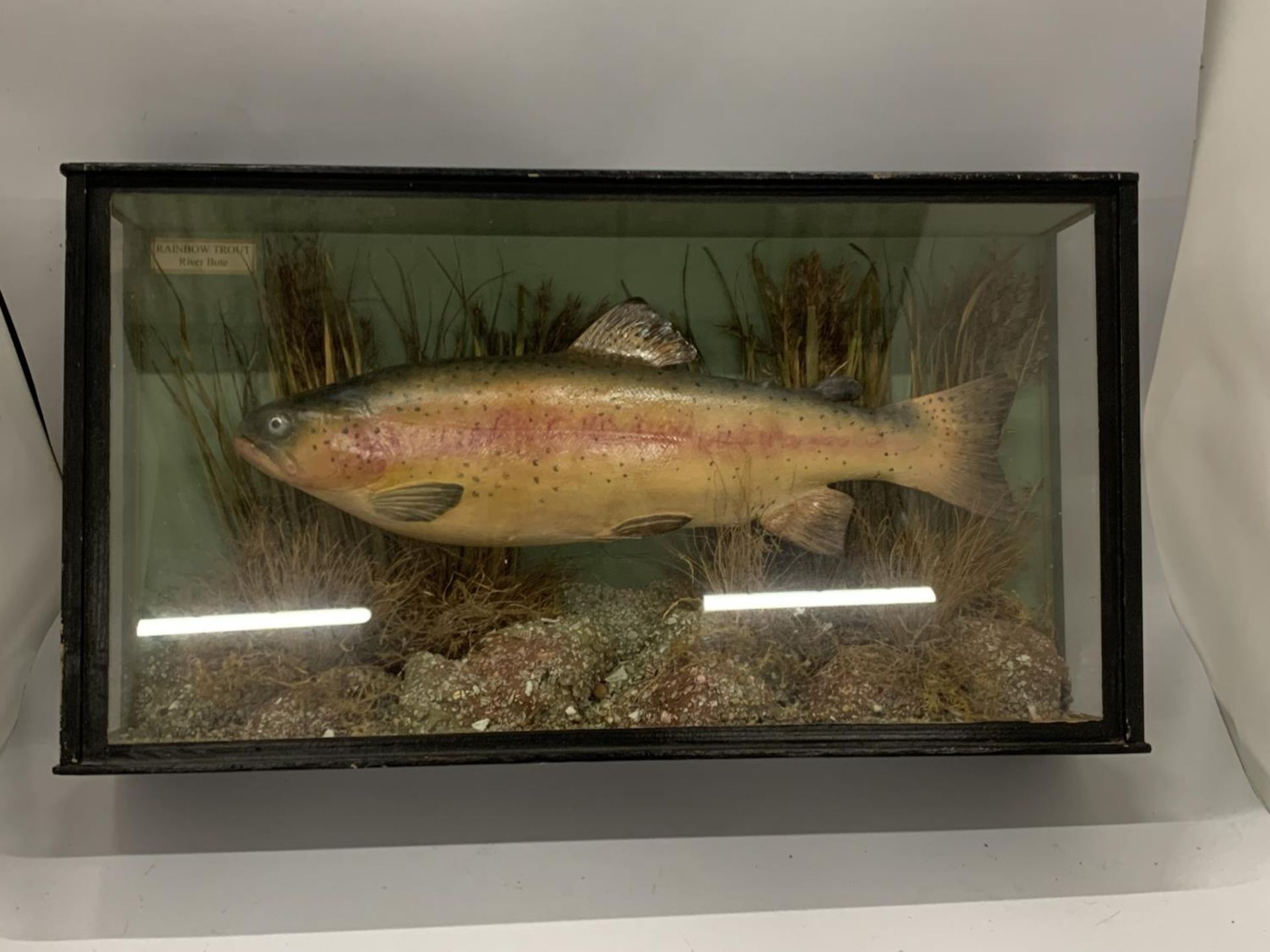A TAXIDERMY MODEL OF A RAINBOW TROUT, 26 X 48 X 11CM - Image 8 of 8
