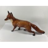 A BEWSICK FOX