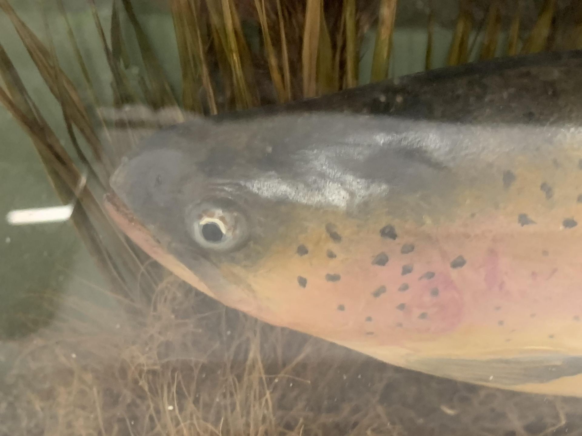 A TAXIDERMY MODEL OF A RAINBOW TROUT, 26 X 48 X 11CM - Image 3 of 8