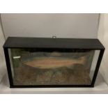 A TAXIDERMY MODEL OF A RAINBOW TROUT, 26 X 48 X 11CM