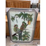 A FRAMED PRINT OF TWO PARROTS