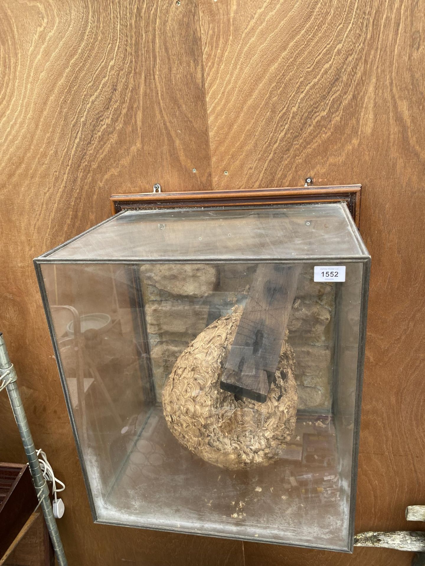 A GLASS CASED TAXIDERMY WASP NEST FOUND WITH A PLAQUE STATING 'FOUND IN THE LOFT OF HILLTOP HALL OCT - Image 5 of 8