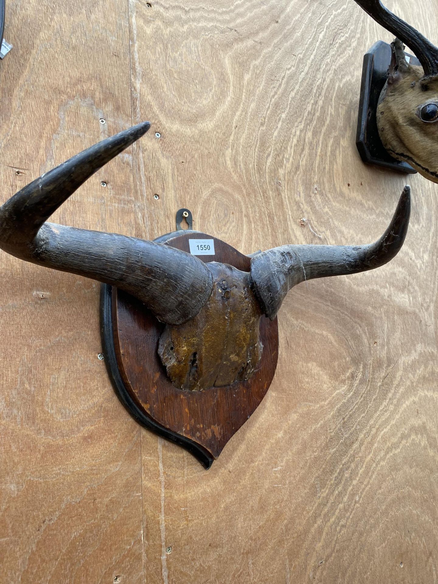 A MID 20TH CENTURY TAXIDERMY PAIR OF 53CM SPAN BISON HORNS AND SKULL ON AN OAK PLAQUE - Image 2 of 2