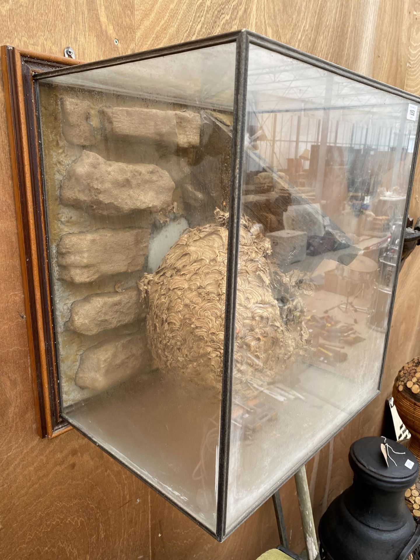A GLASS CASED TAXIDERMY WASP NEST FOUND WITH A PLAQUE STATING 'FOUND IN THE LOFT OF HILLTOP HALL OCT - Image 3 of 8