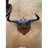 A MID 20TH CENTURY TAXIDERMY PAIR OF 53CM SPAN BISON HORNS AND SKULL ON AN OAK PLAQUE