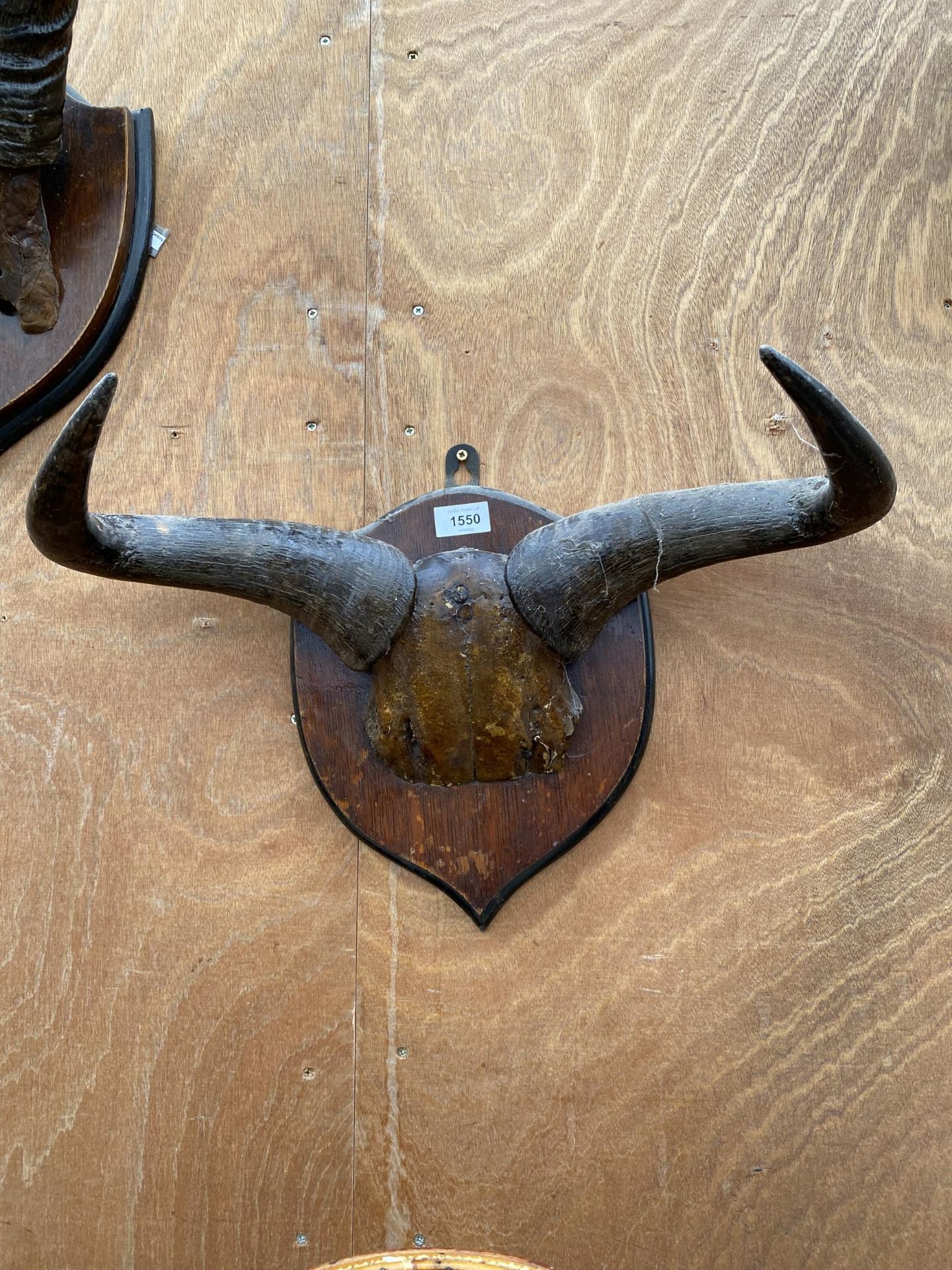 A MID 20TH CENTURY TAXIDERMY PAIR OF 53CM SPAN BISON HORNS AND SKULL ON AN OAK PLAQUE