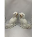 A PAIR OF EARLY 20TH CENTURY STAFFORDSHIRE POTTERY SPANIELS, HEIGHT 33CM