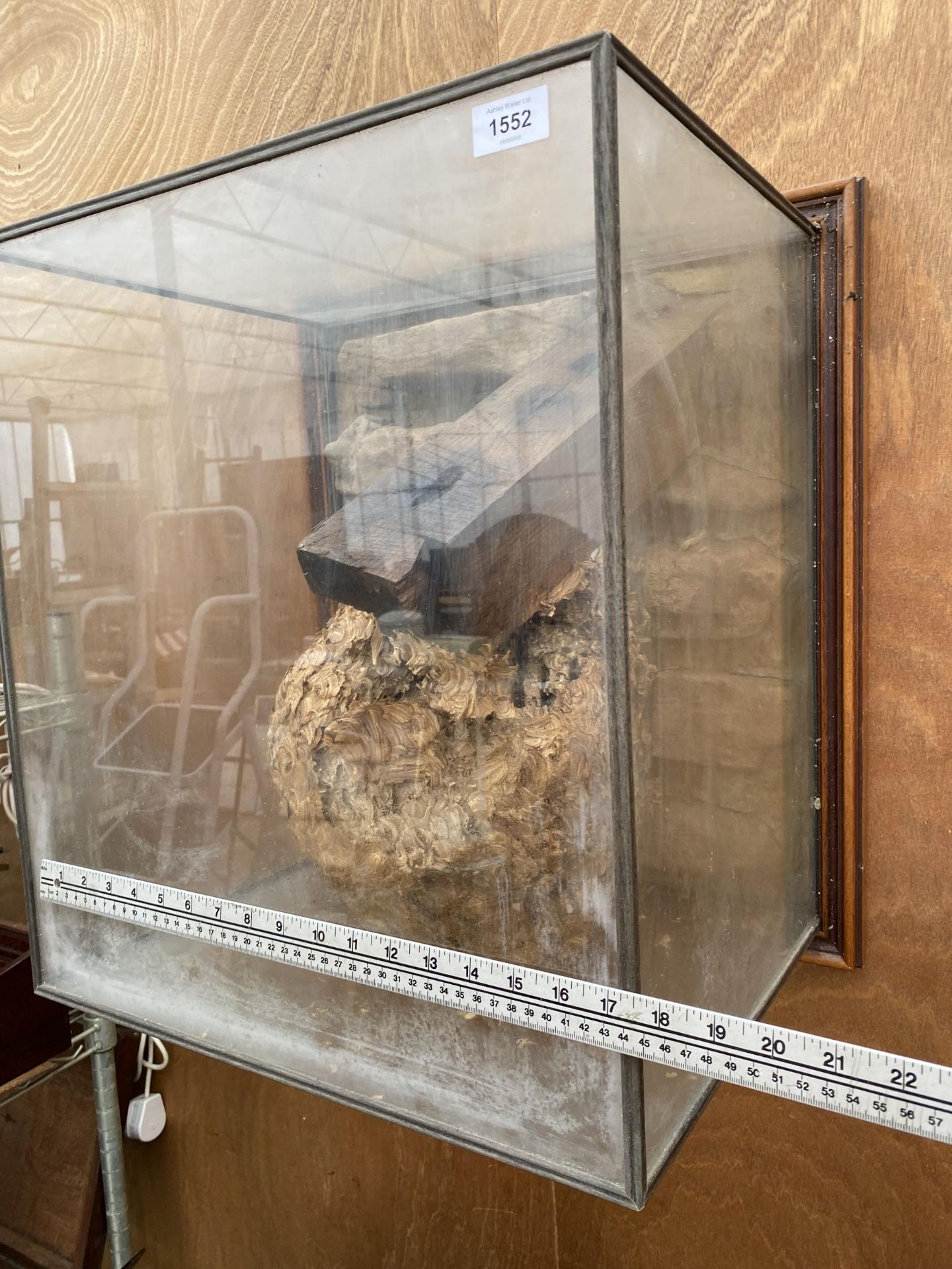 A GLASS CASED TAXIDERMY WASP NEST FOUND WITH A PLAQUE STATING 'FOUND IN THE LOFT OF HILLTOP HALL OCT - Image 6 of 8
