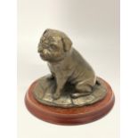 A DOUGLAS GRAY BRONZE EFFECT MODEL OF A PUG ON WOODEN BASE, SIGNED TO REVERSE