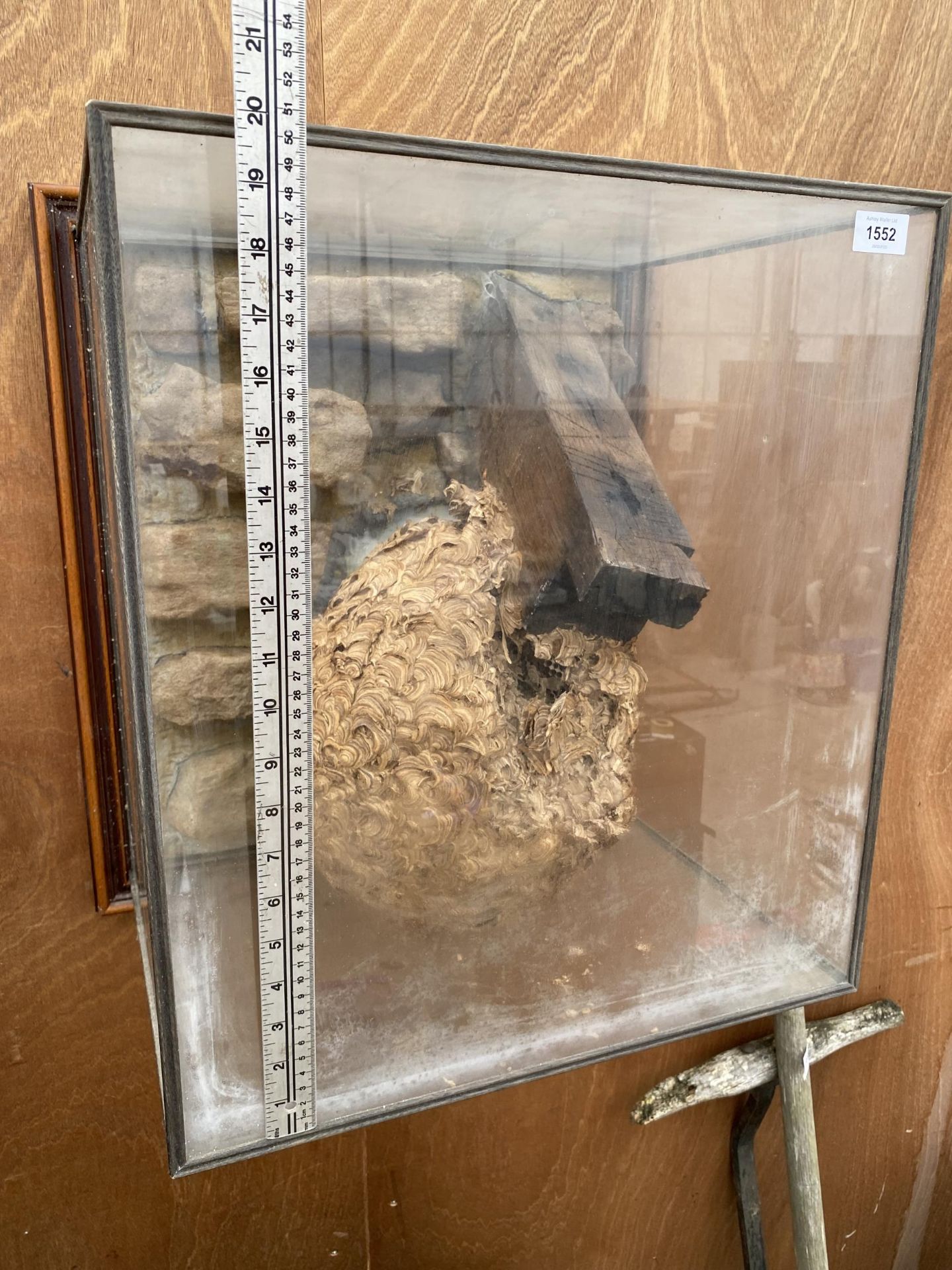 A GLASS CASED TAXIDERMY WASP NEST FOUND WITH A PLAQUE STATING 'FOUND IN THE LOFT OF HILLTOP HALL OCT - Image 8 of 8