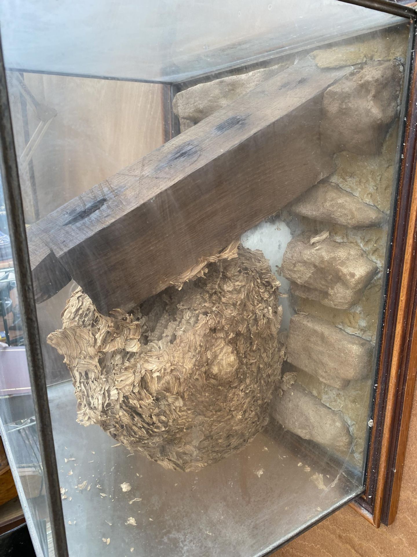 A GLASS CASED TAXIDERMY WASP NEST FOUND WITH A PLAQUE STATING 'FOUND IN THE LOFT OF HILLTOP HALL OCT - Image 2 of 8
