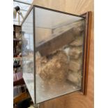 A GLASS CASED TAXIDERMY WASP NEST FOUND WITH A PLAQUE STATING 'FOUND IN THE LOFT OF HILLTOP HALL OCT