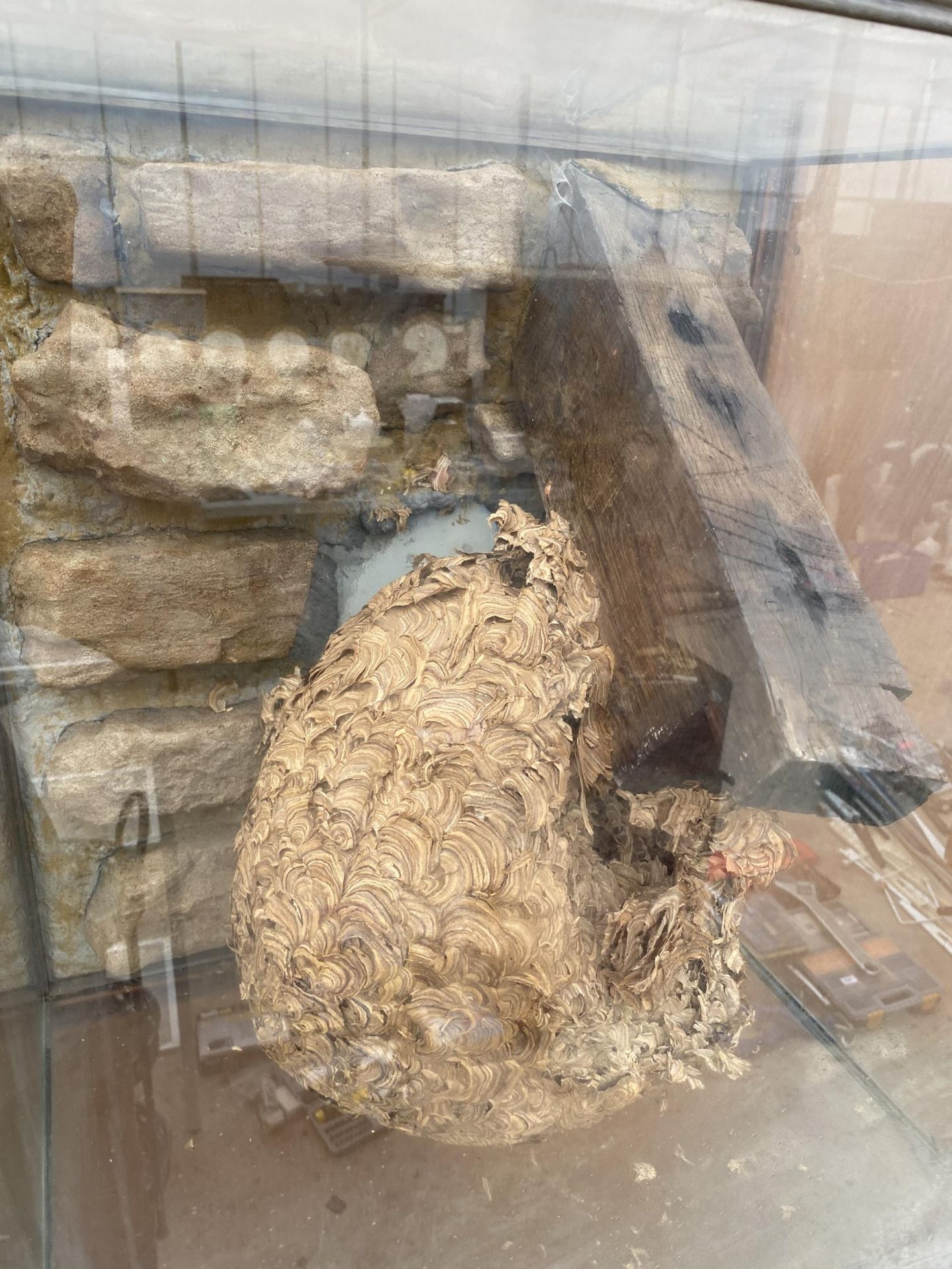 A GLASS CASED TAXIDERMY WASP NEST FOUND WITH A PLAQUE STATING 'FOUND IN THE LOFT OF HILLTOP HALL OCT - Image 4 of 8
