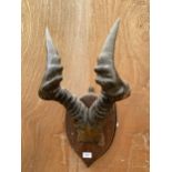 A PAIR OF MID 20TH CENTURY TAXIDERMY HERTEBEAST HORNS ON A SHIELD PLAQUE (H:48CM W:30CM)