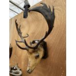 A MID 20TH CENTURY TAXIDERMY DEERS HEAD AND ANTLERS, 63CM WIDE SET OF ANTLERS WITH GLASS EYES AND
