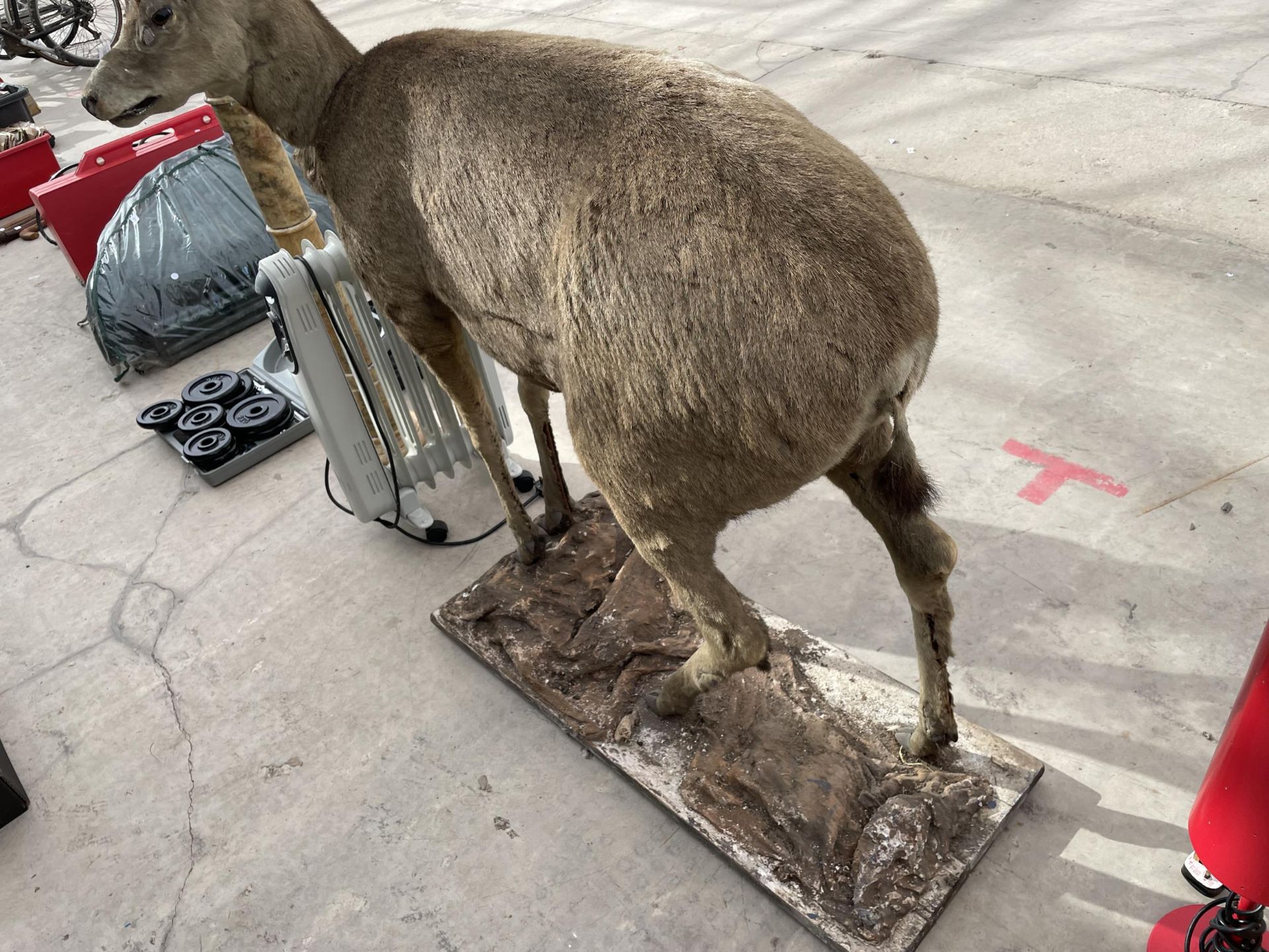 A FULL SIZE TAXIDERMY DEER ON A WOODEN PLINTH BASE - Image 3 of 3