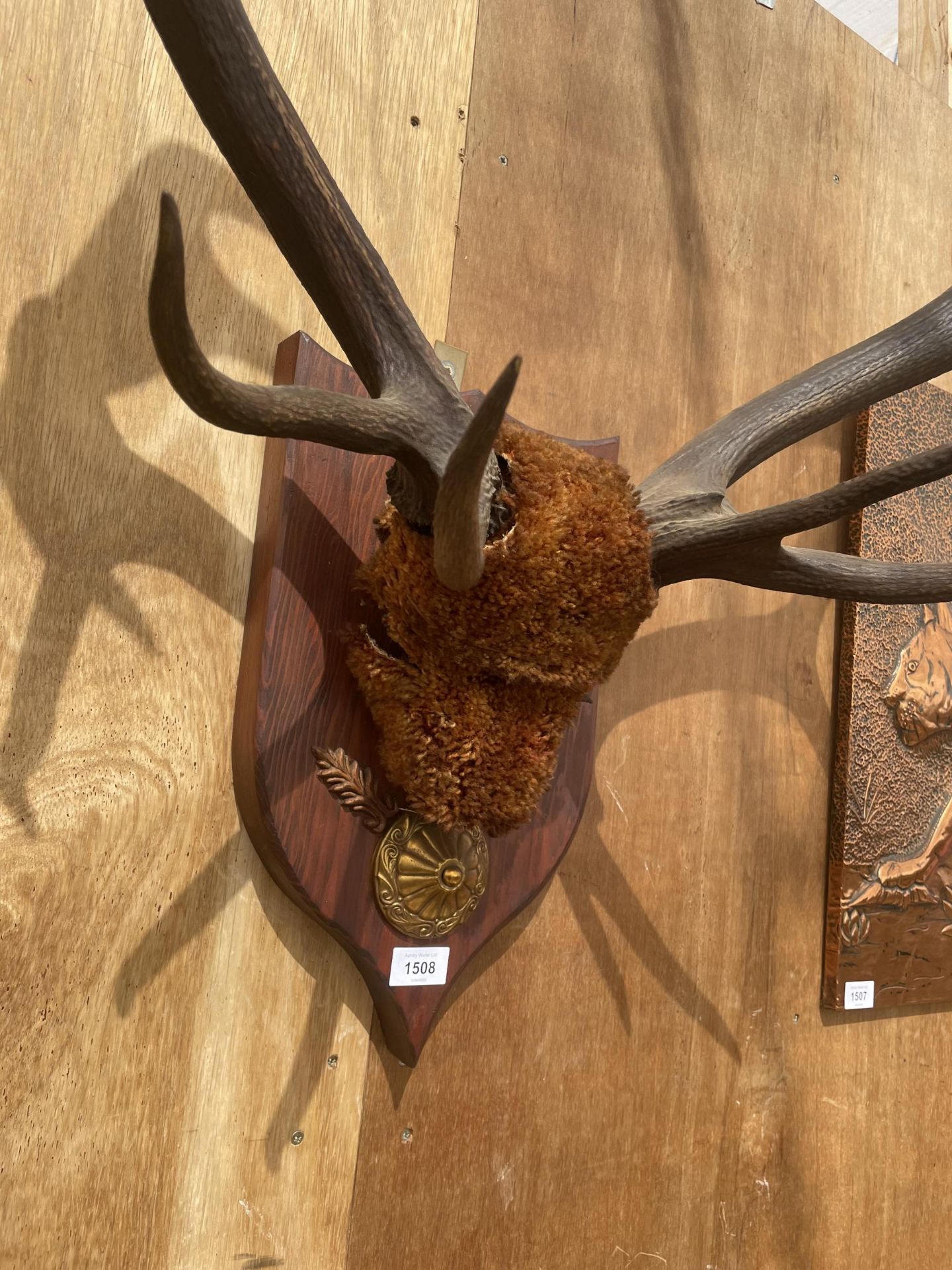 A PAIR OF ANTLERS MOUNTED ON A WOODEN PLINTH - Image 3 of 3