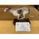 AN ALBANY FINE CHINA MODEL OF A GREYHOUND BY NEIL CAMPBELL, LILMITED EDITION 98/250 WITH CERTIFICATE
