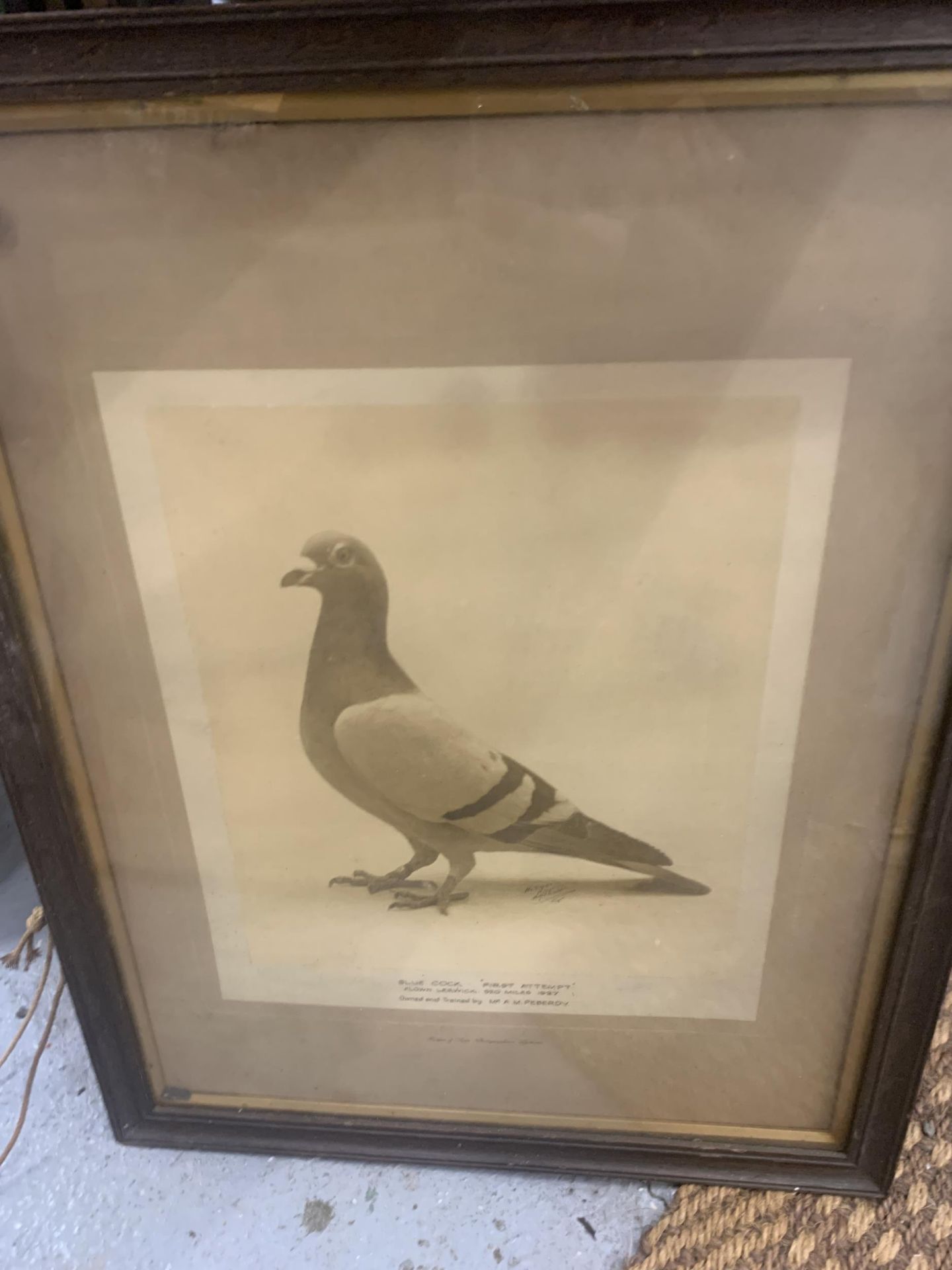 TWO FRAMED PRINTS OF CHAMPION PIGEONS PLUS A PRINT OF GREYHOUND 'BEN TINTO' - Image 3 of 3