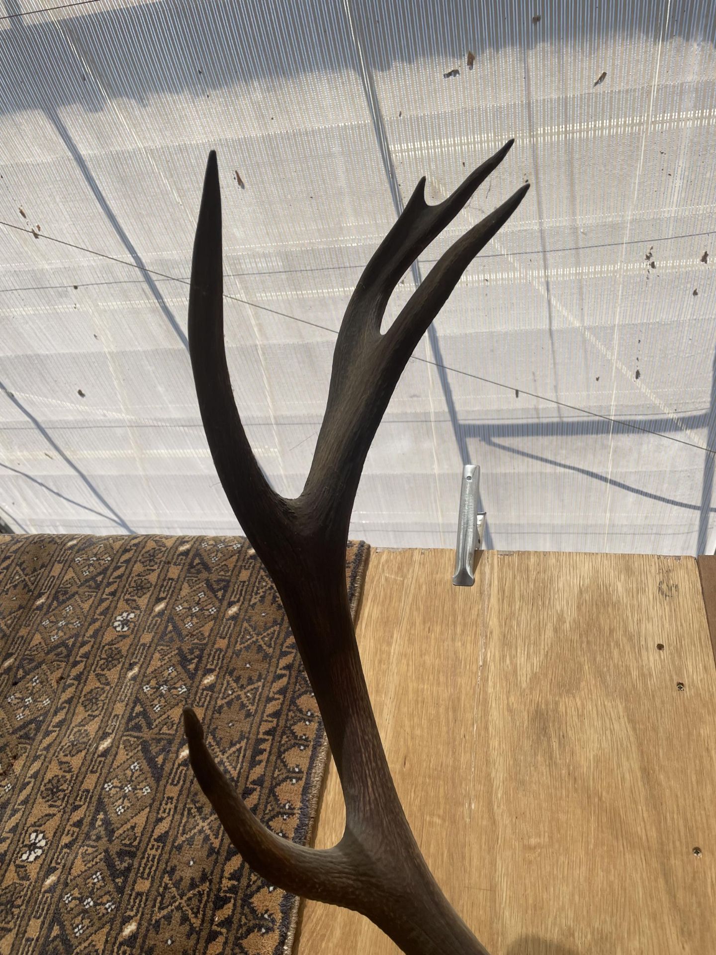 A PAIR OF ANTLERS MOUNTED ON A WOODEN PLINTH - Image 2 of 3