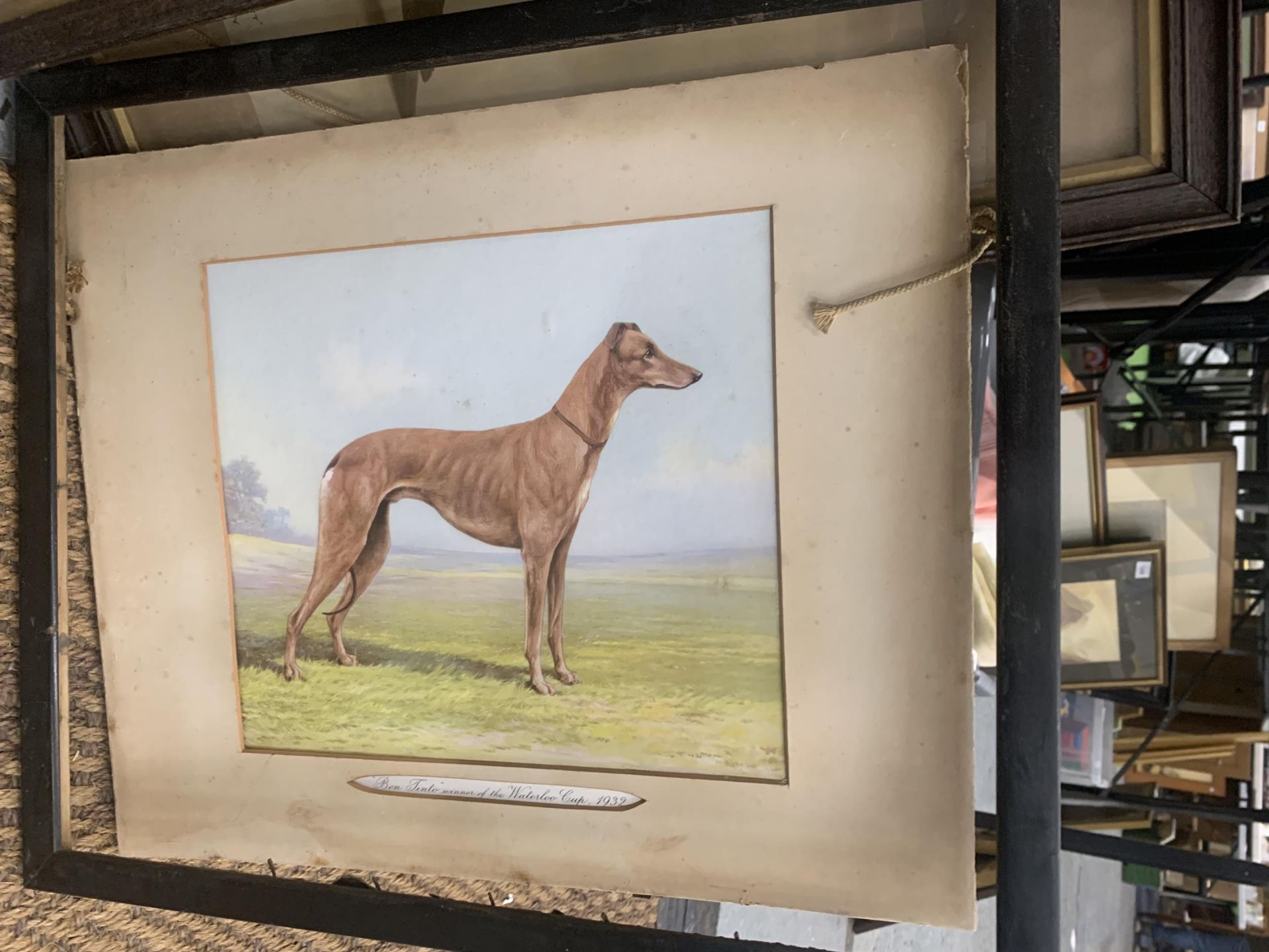 TWO FRAMED PRINTS OF CHAMPION PIGEONS PLUS A PRINT OF GREYHOUND 'BEN TINTO' - Image 2 of 3