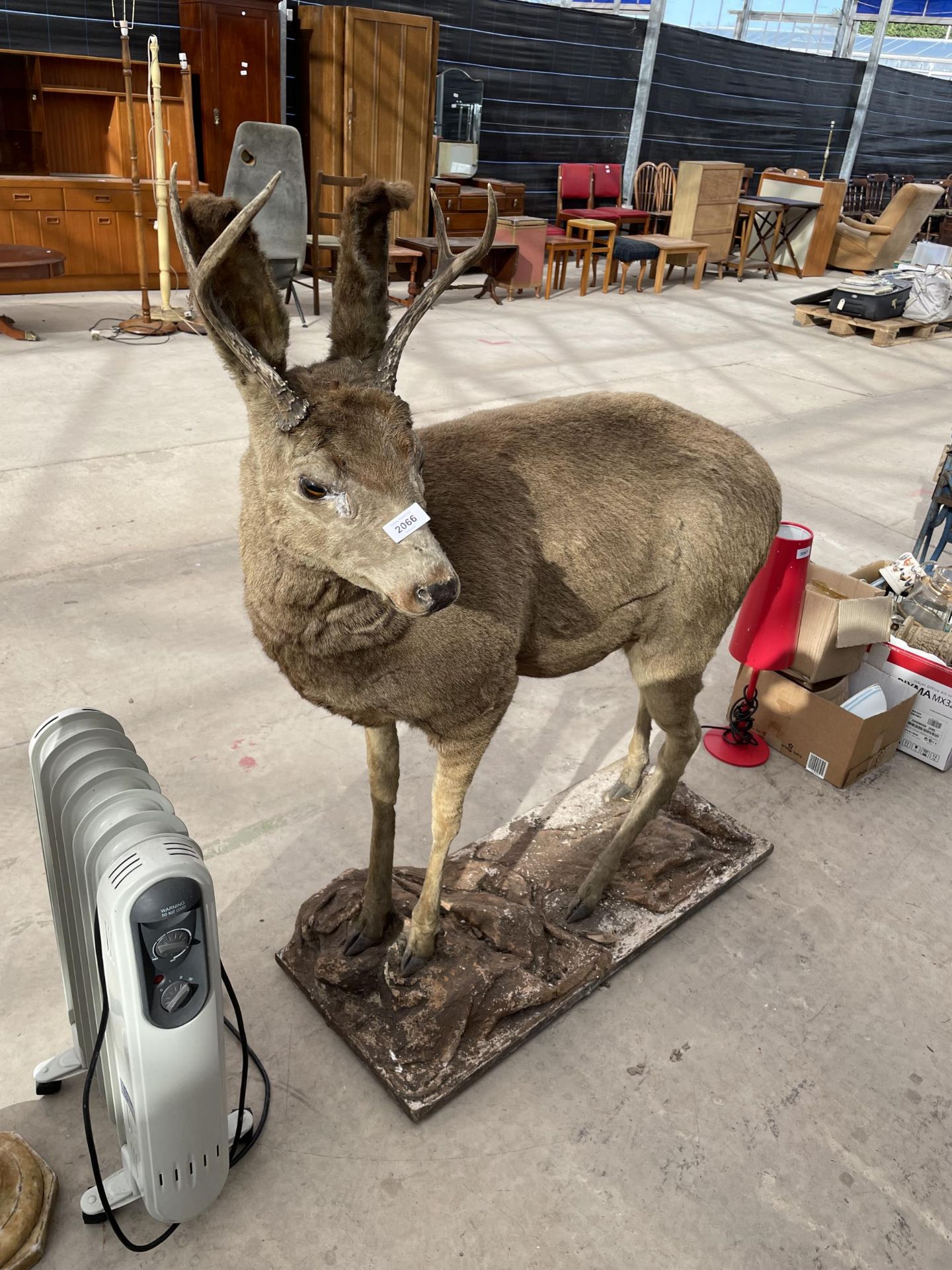 A FULL SIZE TAXIDERMY DEER ON A WOODEN PLINTH BASE