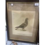 TWO FRAMED PRINTS OF CHAMPION PIGEONS PLUS A PRINT OF GREYHOUND 'BEN TINTO'