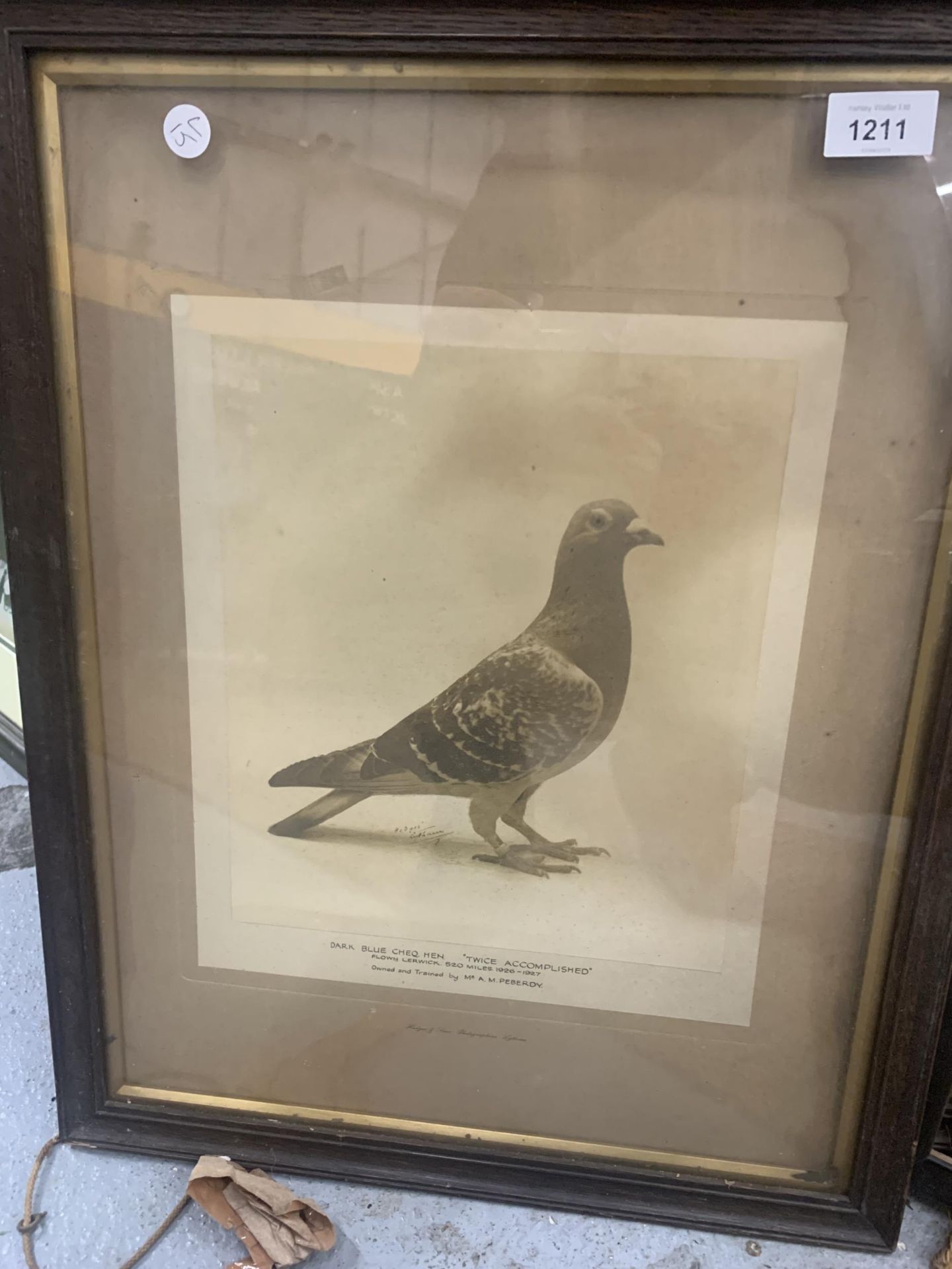 TWO FRAMED PRINTS OF CHAMPION PIGEONS PLUS A PRINT OF GREYHOUND 'BEN TINTO'