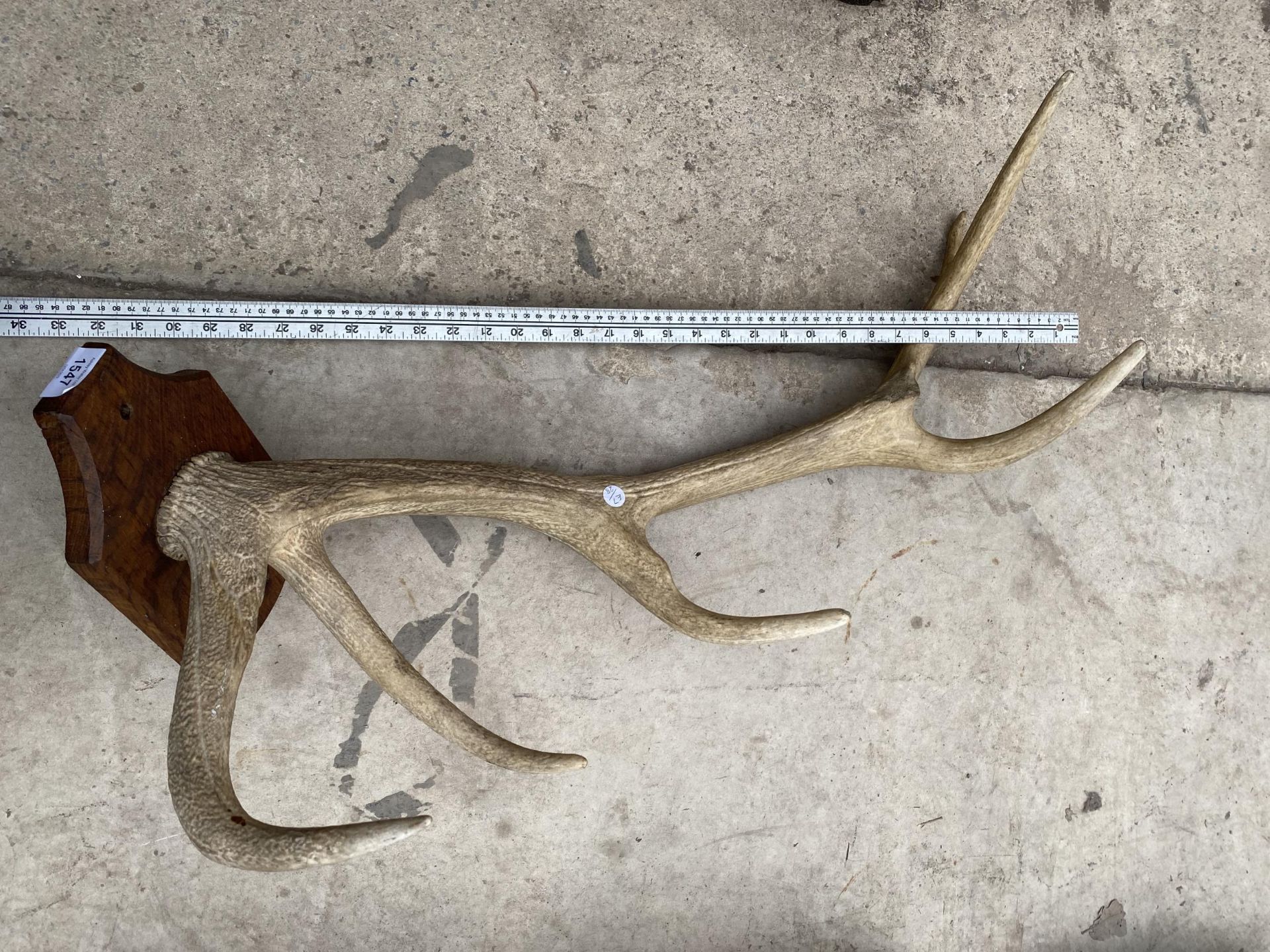 A VINTAGE TAXIDERMY ANTLER MOUNTED ON A WOODEN PLINTH - Image 2 of 2