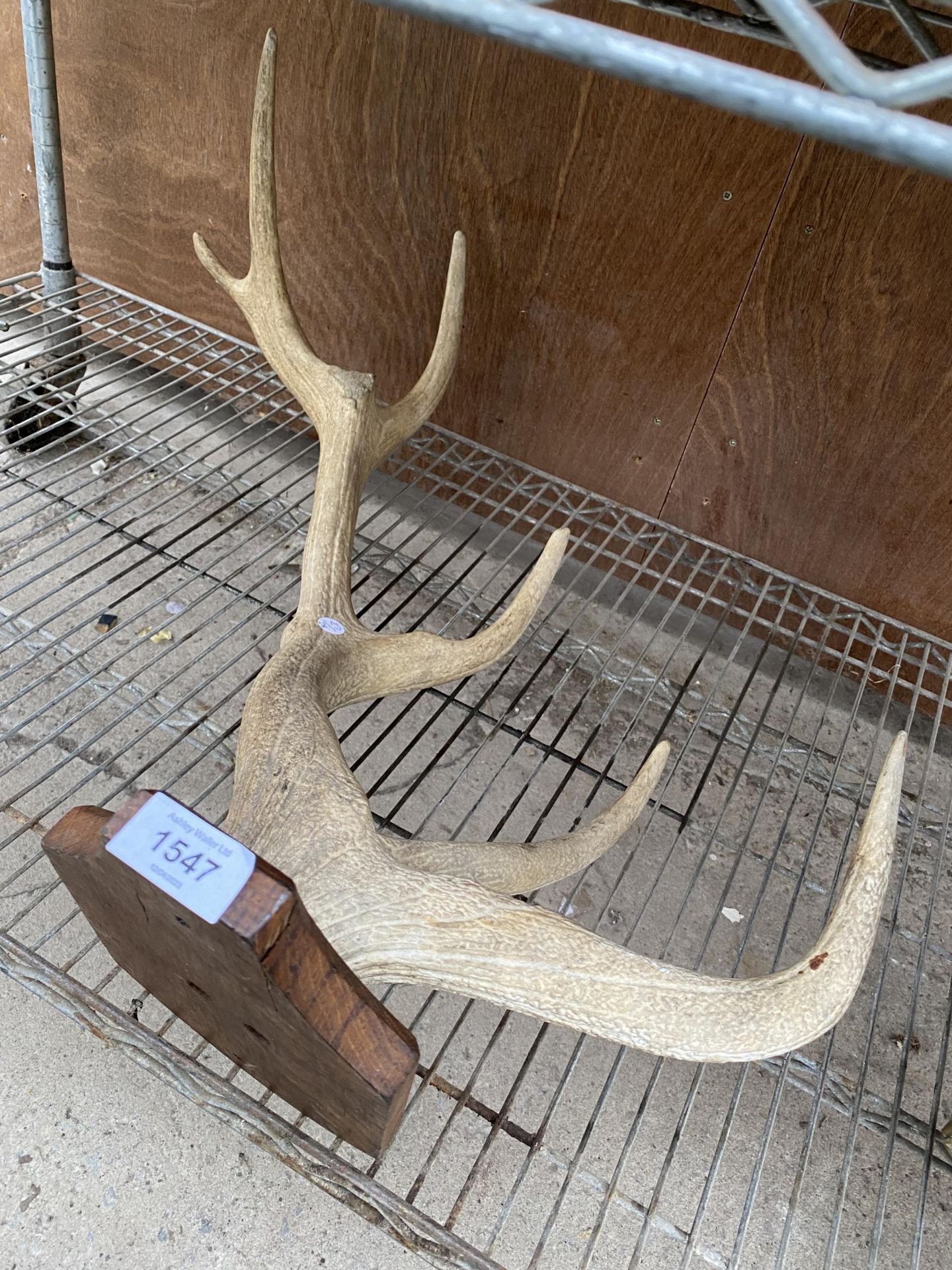 A VINTAGE TAXIDERMY ANTLER MOUNTED ON A WOODEN PLINTH