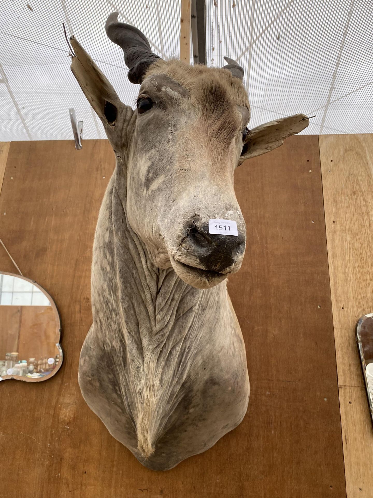 A TAXIDERMY ELAND ANTELOPE HEAD - Image 2 of 6