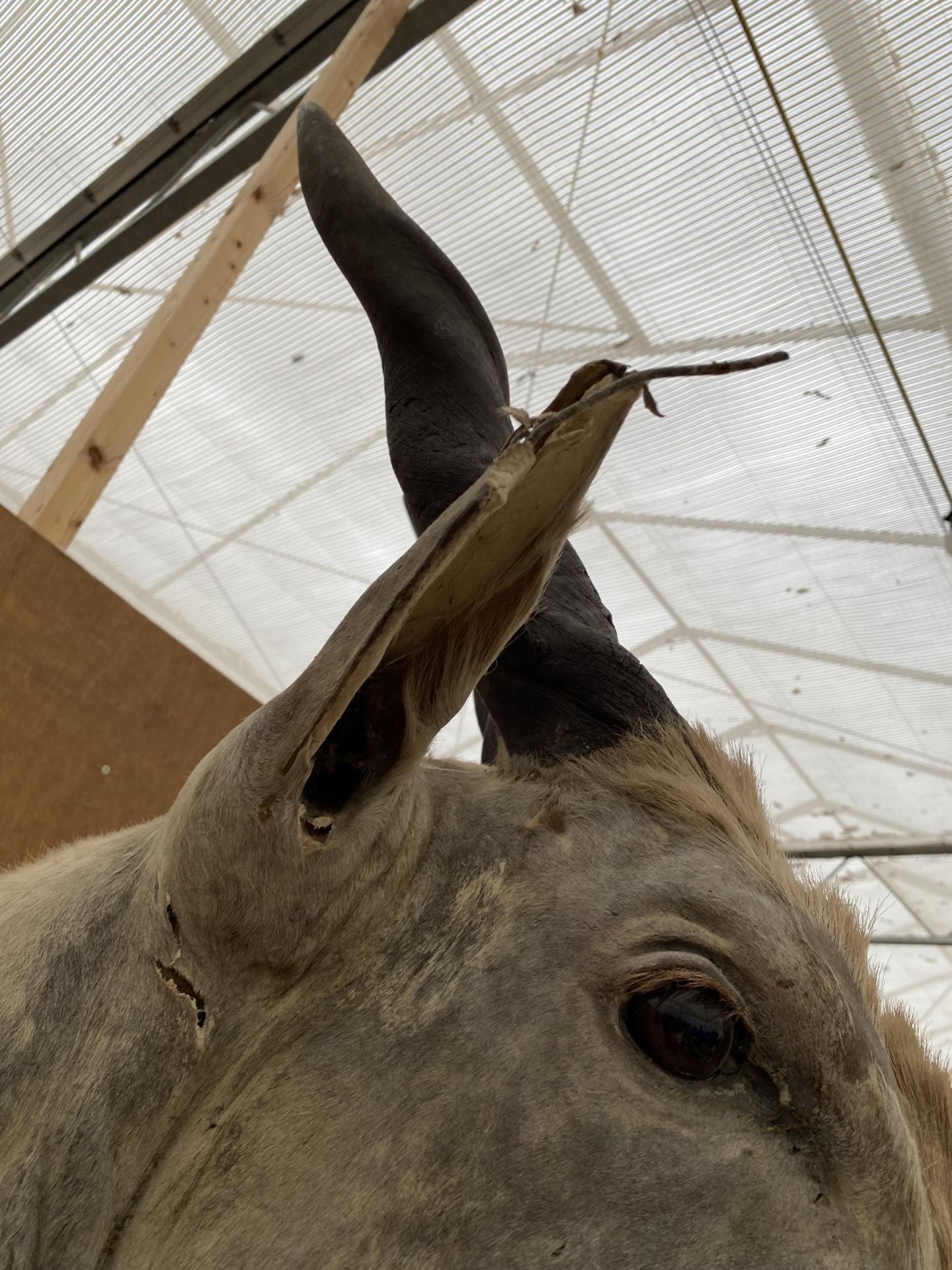 A TAXIDERMY ELAND ANTELOPE HEAD - Image 3 of 6