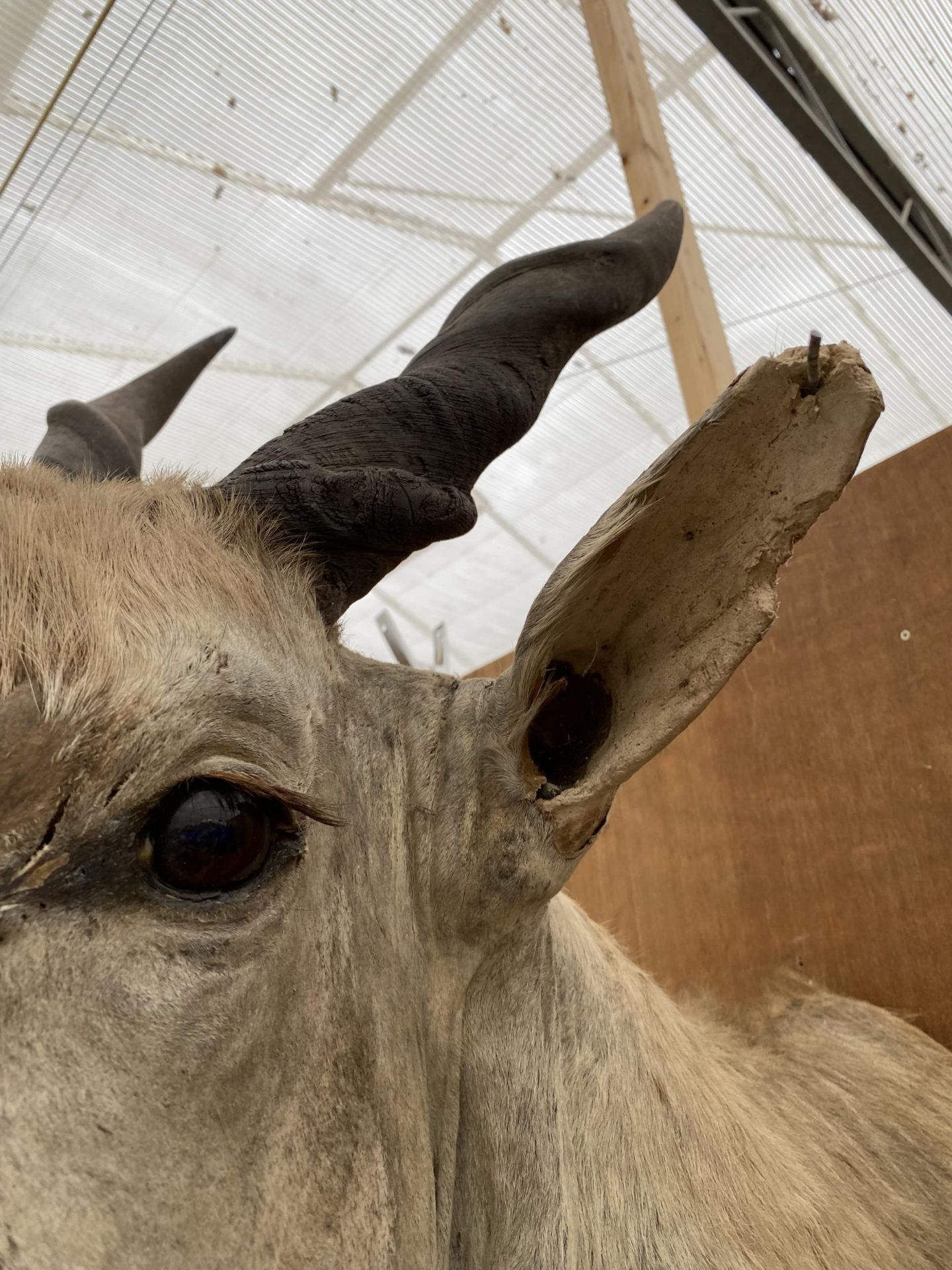 A TAXIDERMY ELAND ANTELOPE HEAD - Image 4 of 6