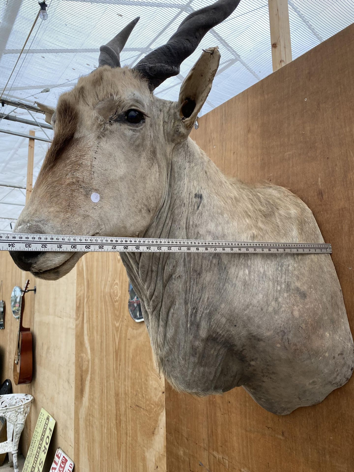 A TAXIDERMY ELAND ANTELOPE HEAD - Image 5 of 6