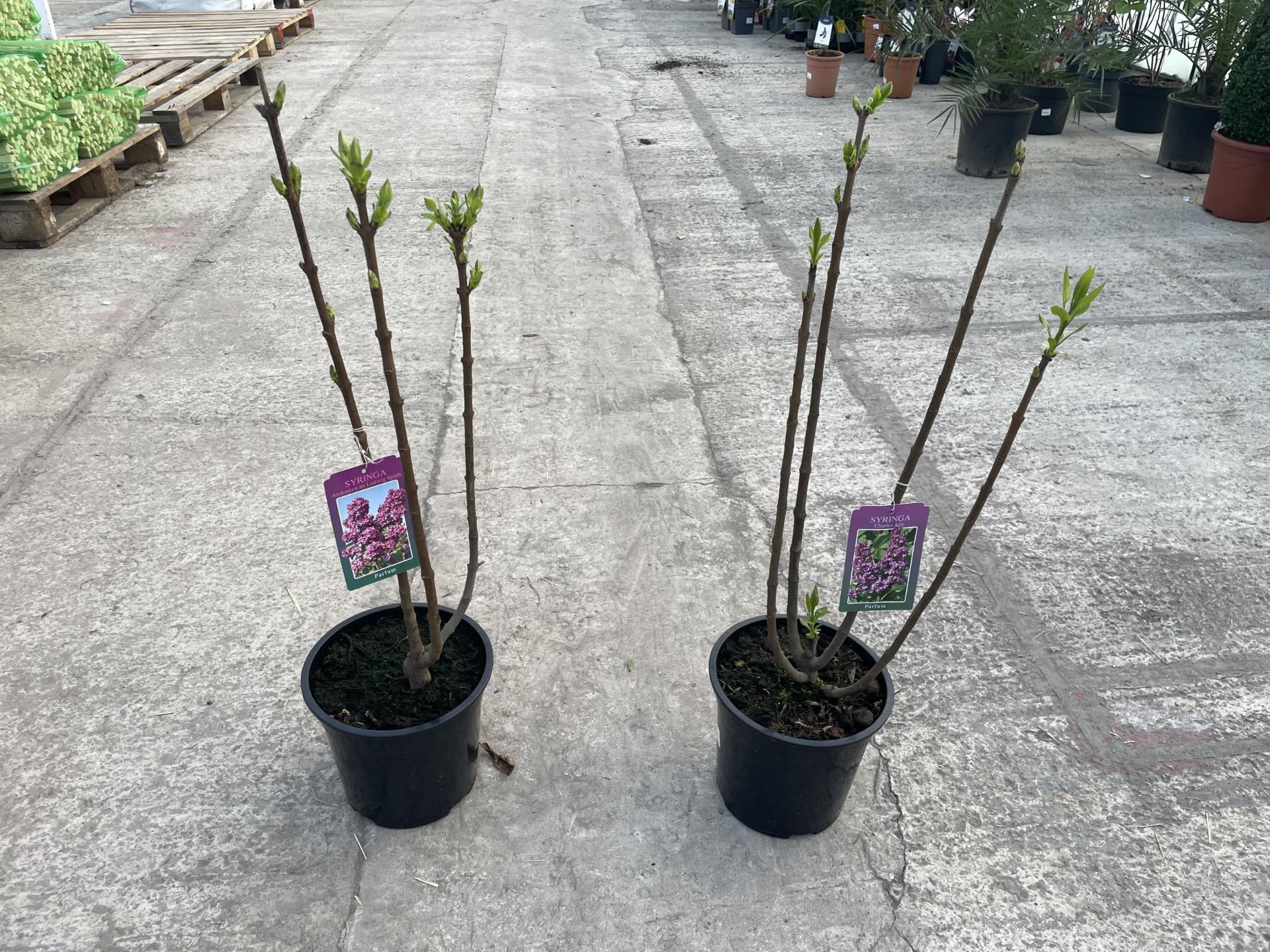 TWO LILAC - SYRINGA "CHARLES JOLY" AND "ANDENKEN AN LUDWIG SPATH", 6 LTR POT + VAT