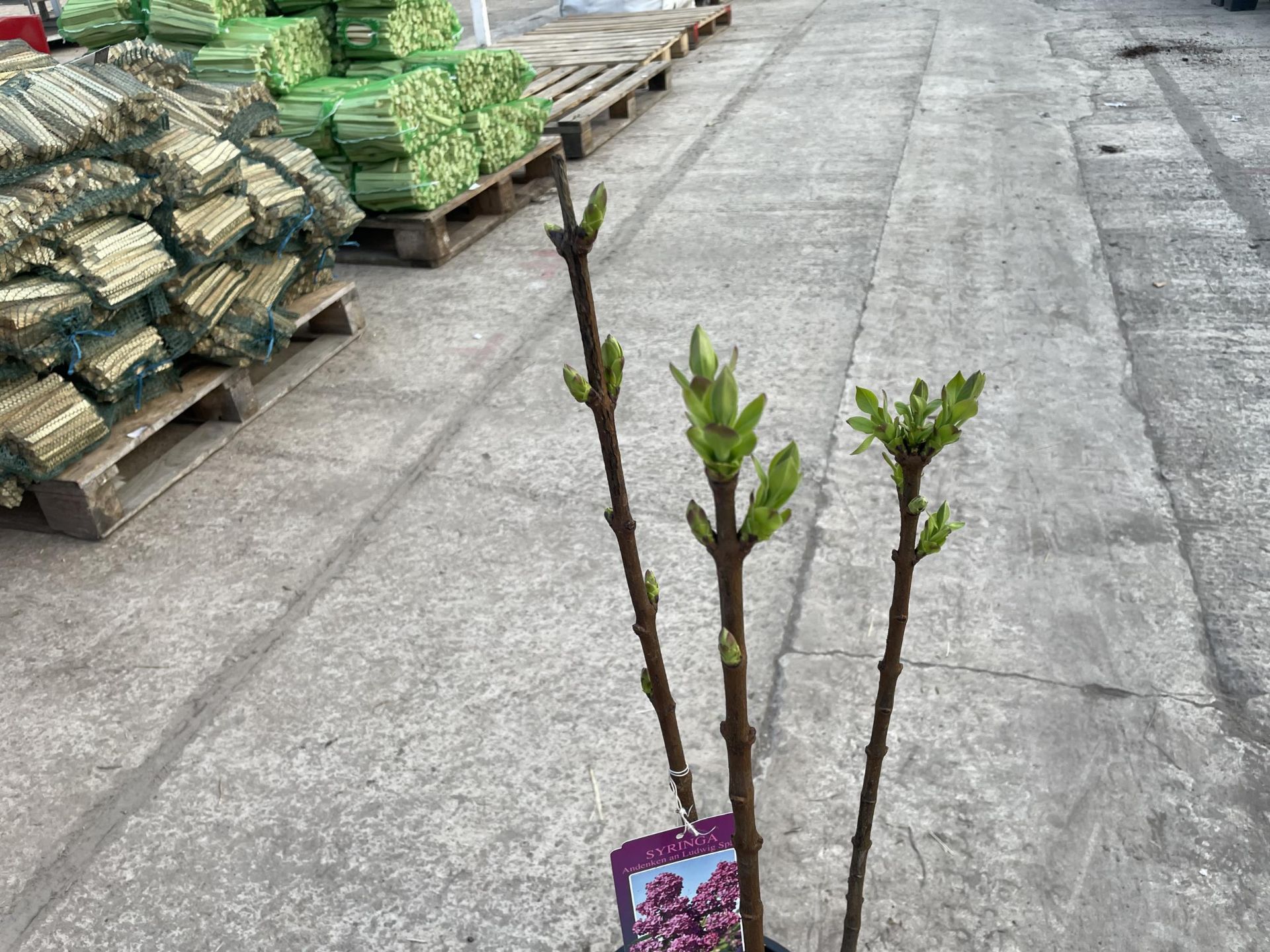 TWO LILAC - SYRINGA "CHARLES JOLY" AND "ANDENKEN AN LUDWIG SPATH", 6 LTR POT + VAT - Image 3 of 6