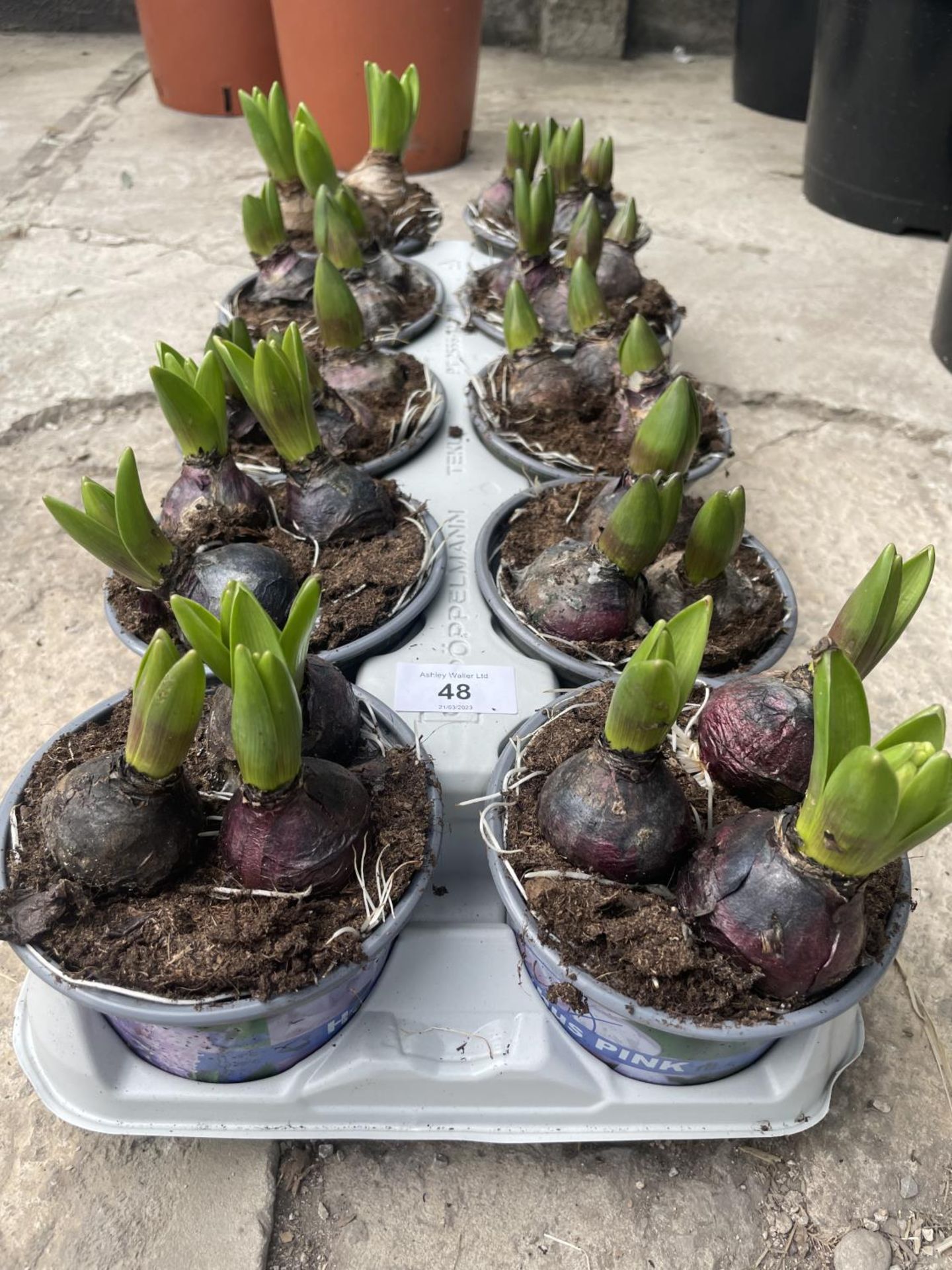 TEN HYACINTH POTS + VAT