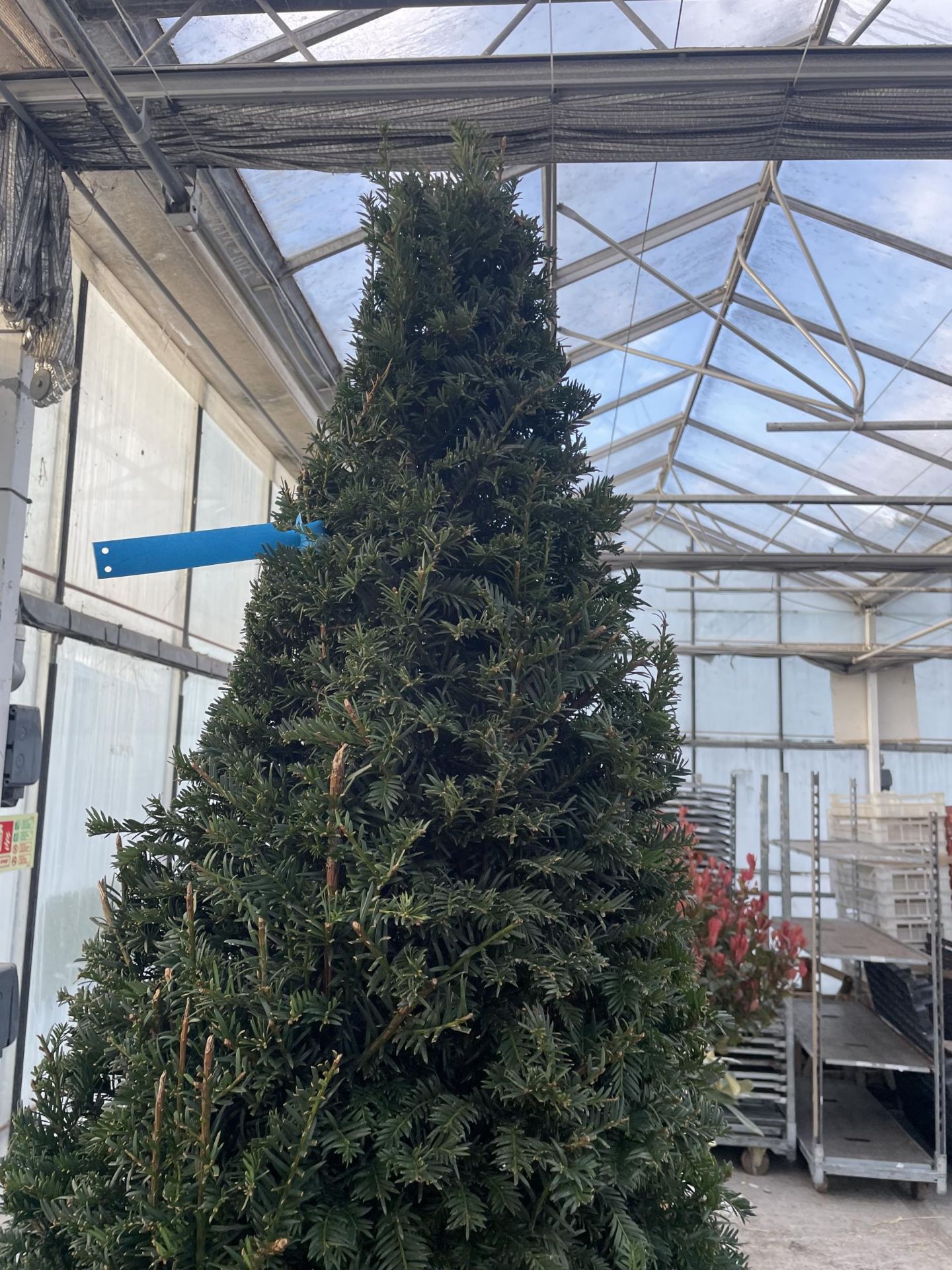 A VERY LARGE PYRAMID YEW TREE - TAXUS BACCATA, 100 LTR POT + VAT - Image 2 of 4