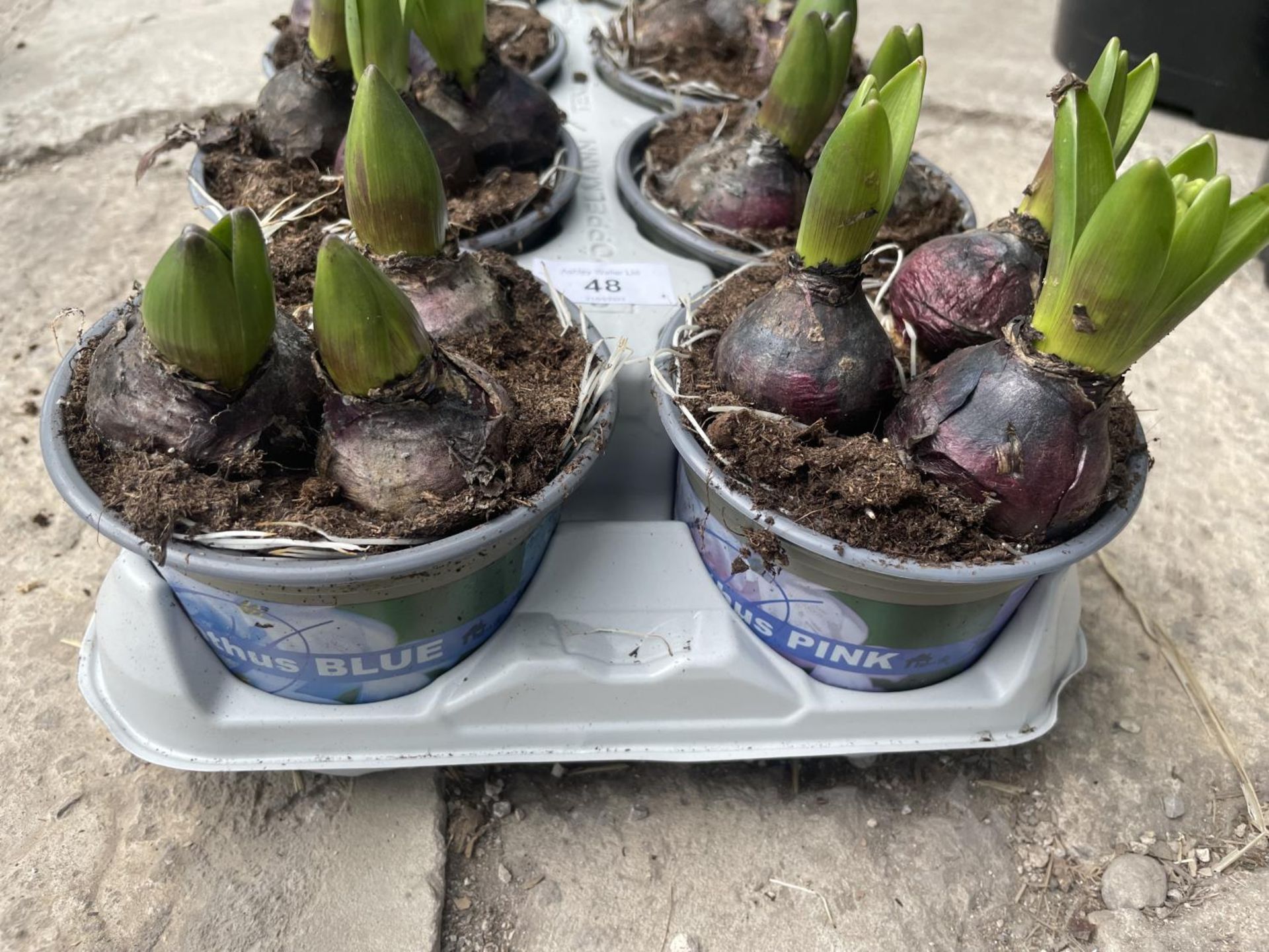 TEN HYACINTH POTS + VAT - Image 2 of 3