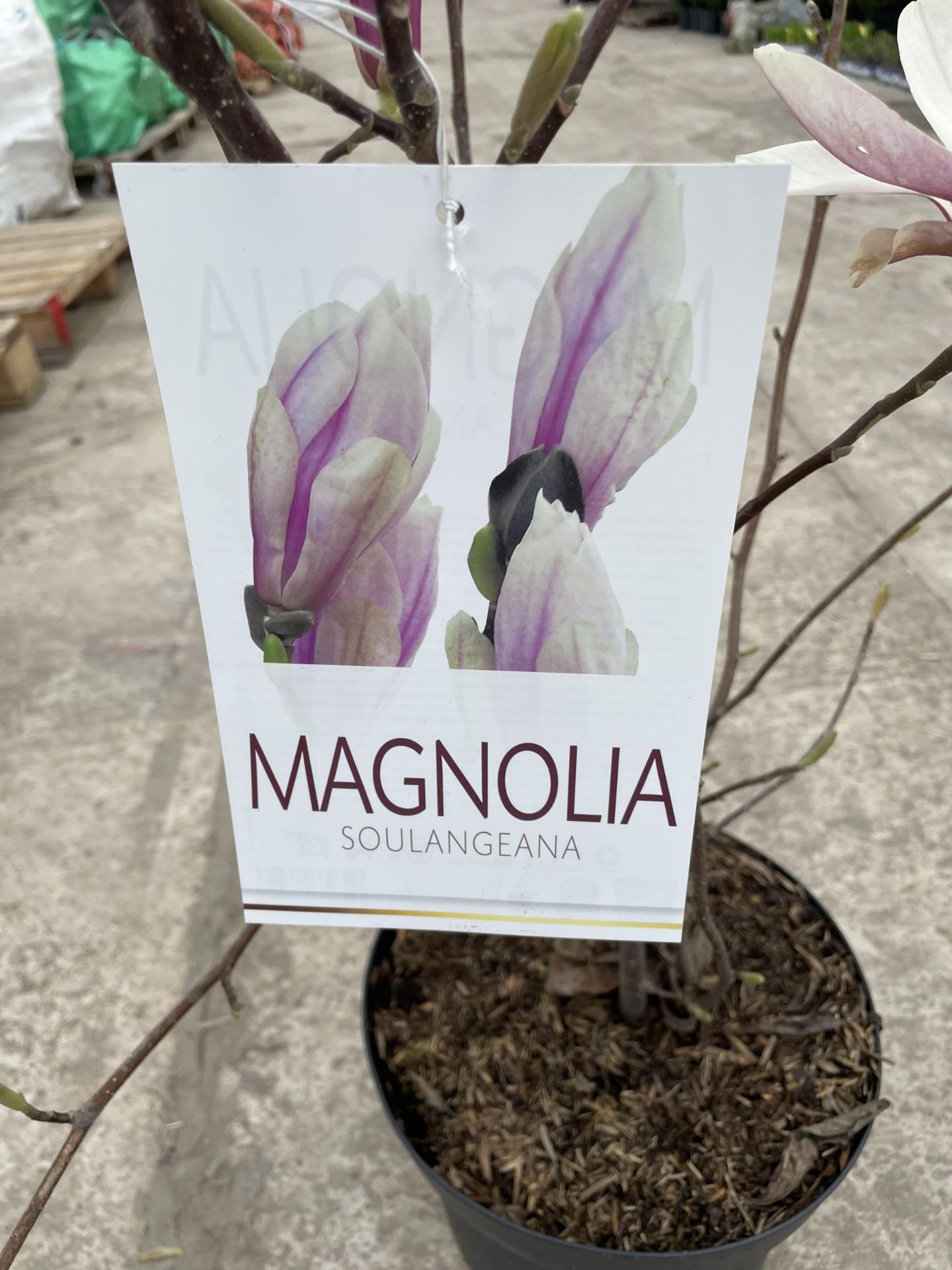 TWO MAGNOLIA SOULANGEANA, 10 LTR POTS + VAT - Image 4 of 5