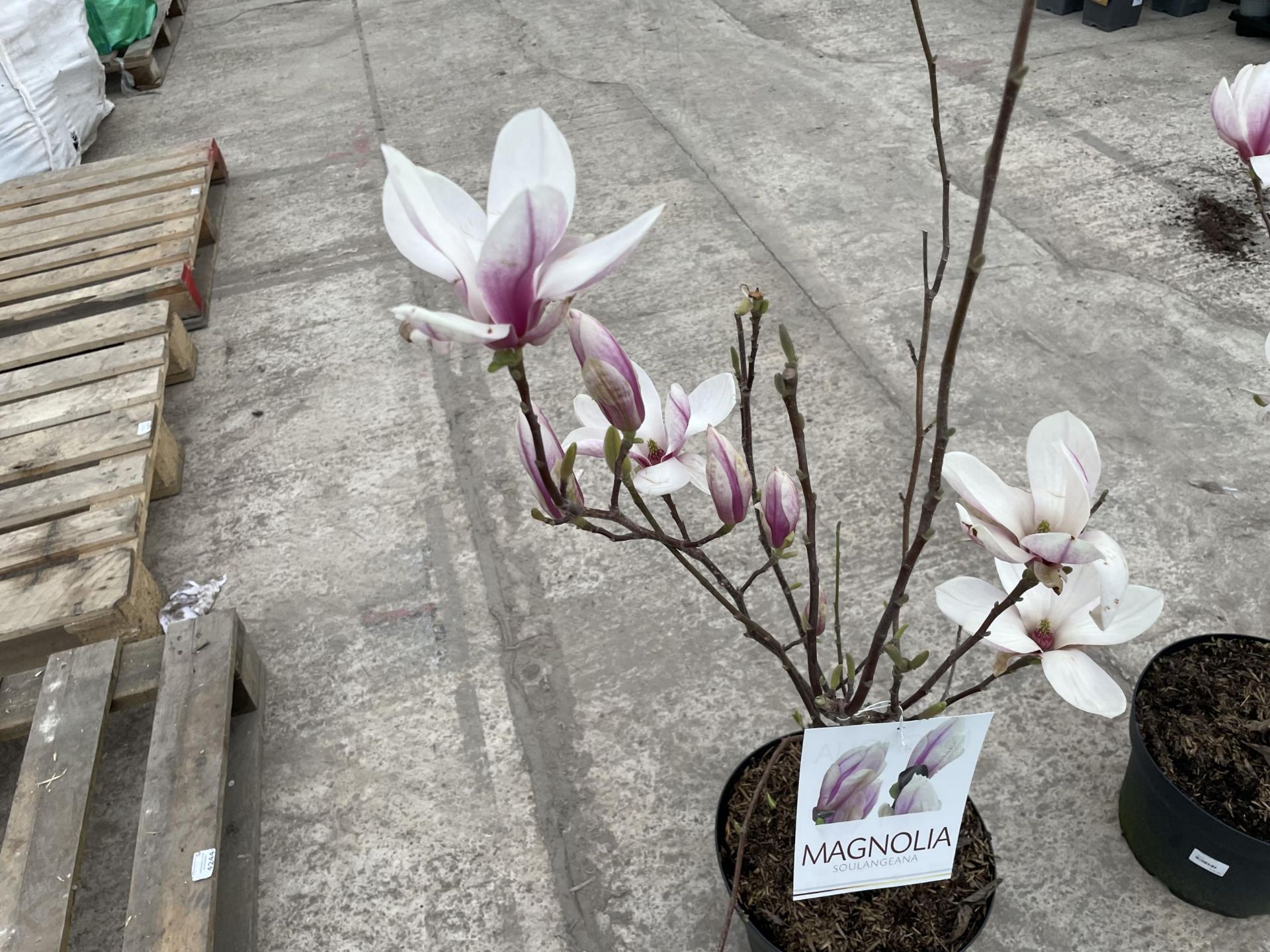 TWO MAGNOLIA SOULANGEANA, 10 LTR POTS + VAT - Image 2 of 5