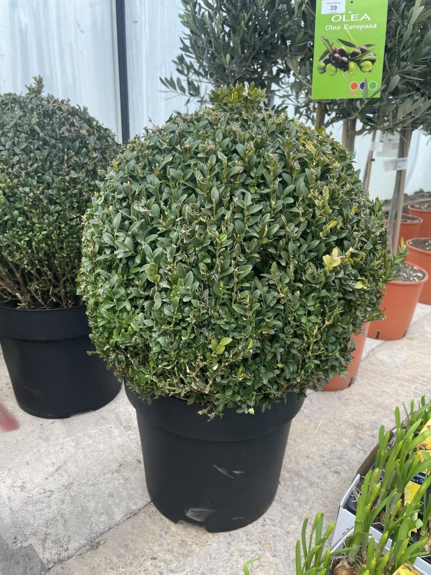 TWO LARGE BUXUS BALLS + VAT - Image 2 of 2