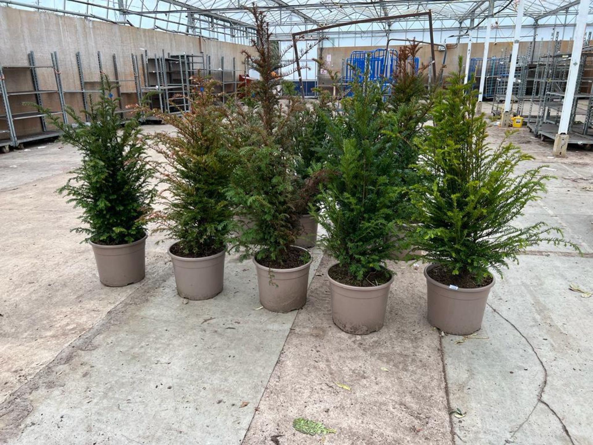 FIVE TAXUS (YEW ) APPROX 120 CM HIGH +VAT