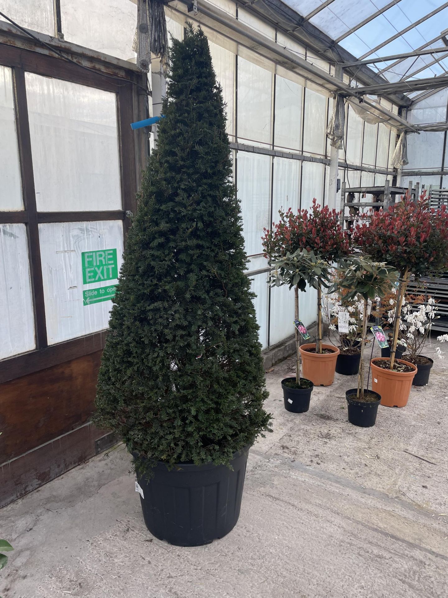 A VERY LARGE PYRAMID YEW TREE - TAXUS BACCATA, 100 LTR POT + VAT